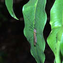 Image of Leptotarsus (Macromastix) luteisubcostatus (Alexander 1934)