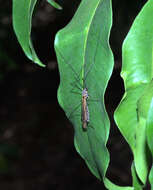 Image of Leptotarsus (Macromastix) luteisubcostatus (Alexander 1934)