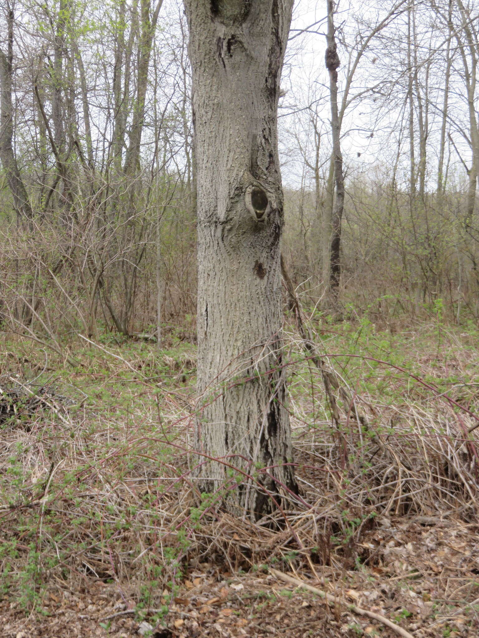 Image of Butternut canker fungus