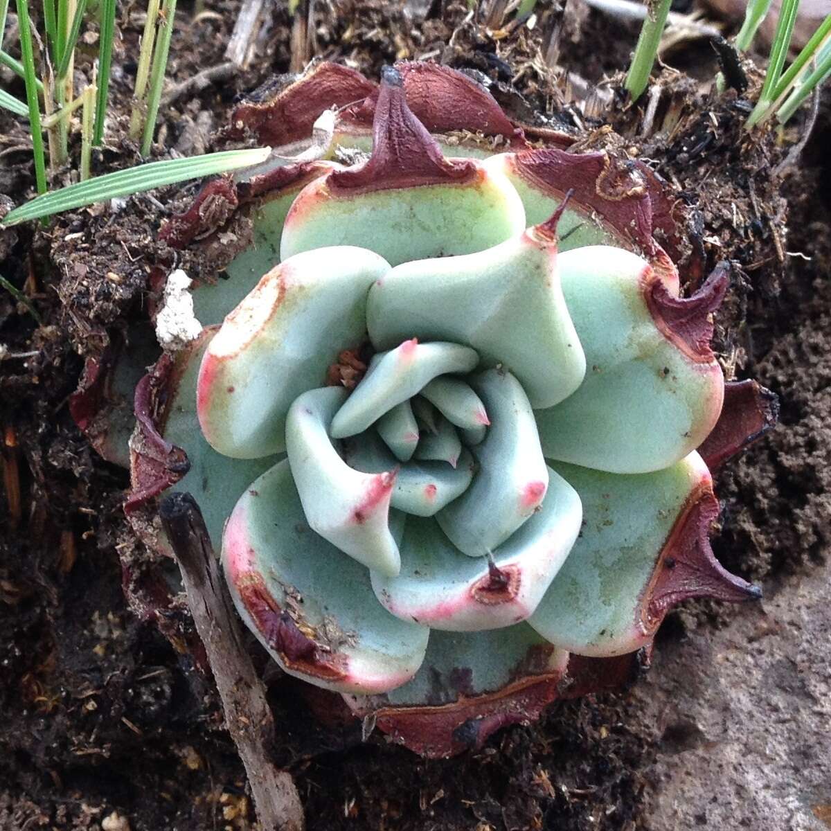 Image of Echeveria subalpina Rose & Purpus