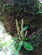 Image of Peperomia trichophylla Baker