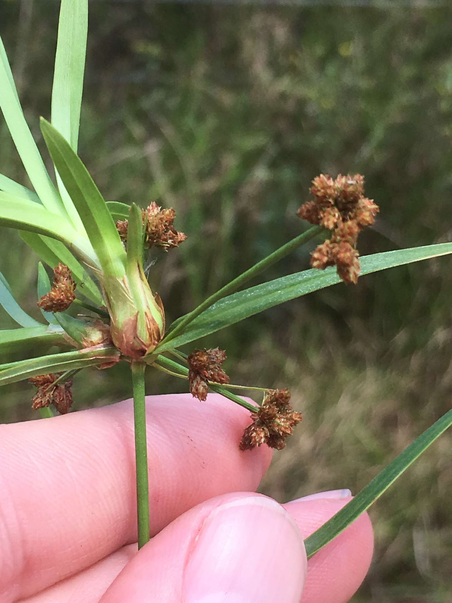 Image of Leafy Bulrush