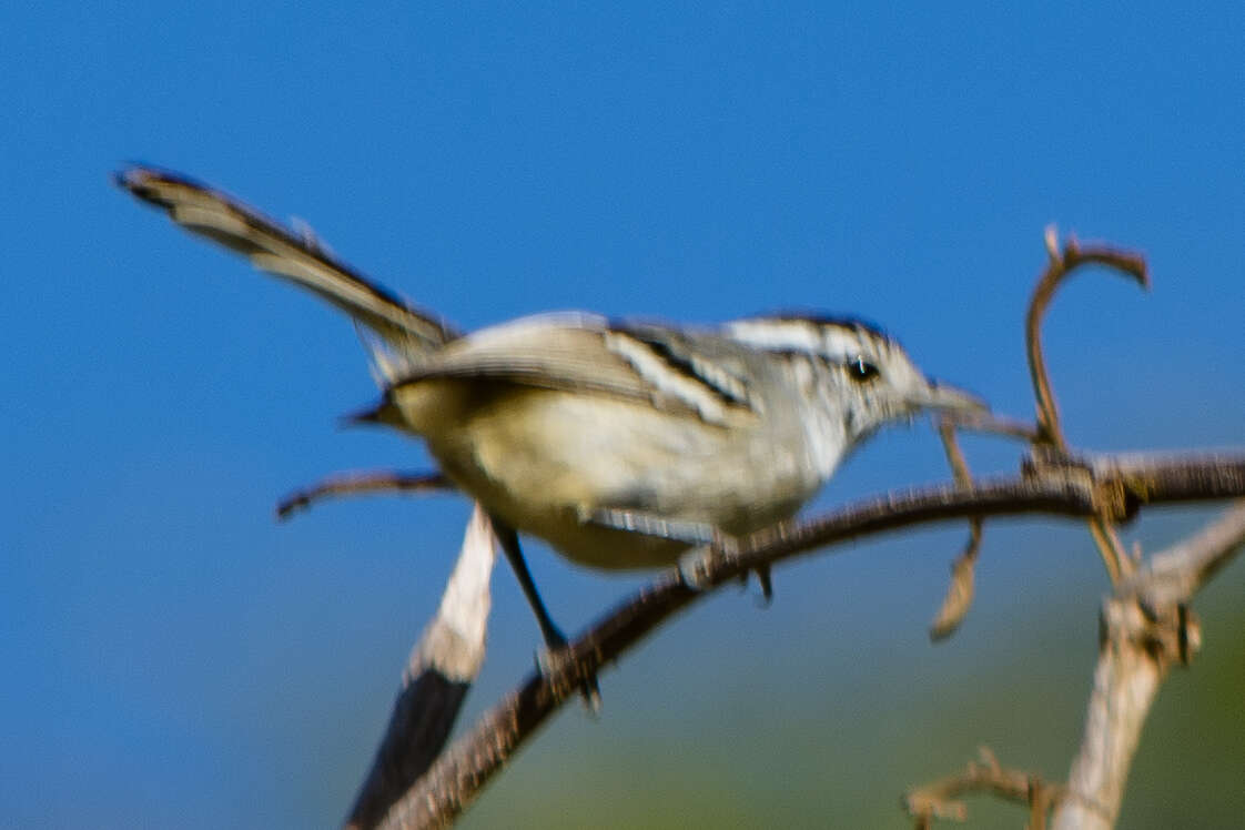 Plancia ëd Herpsilochmus longirostris Pelzeln 1868