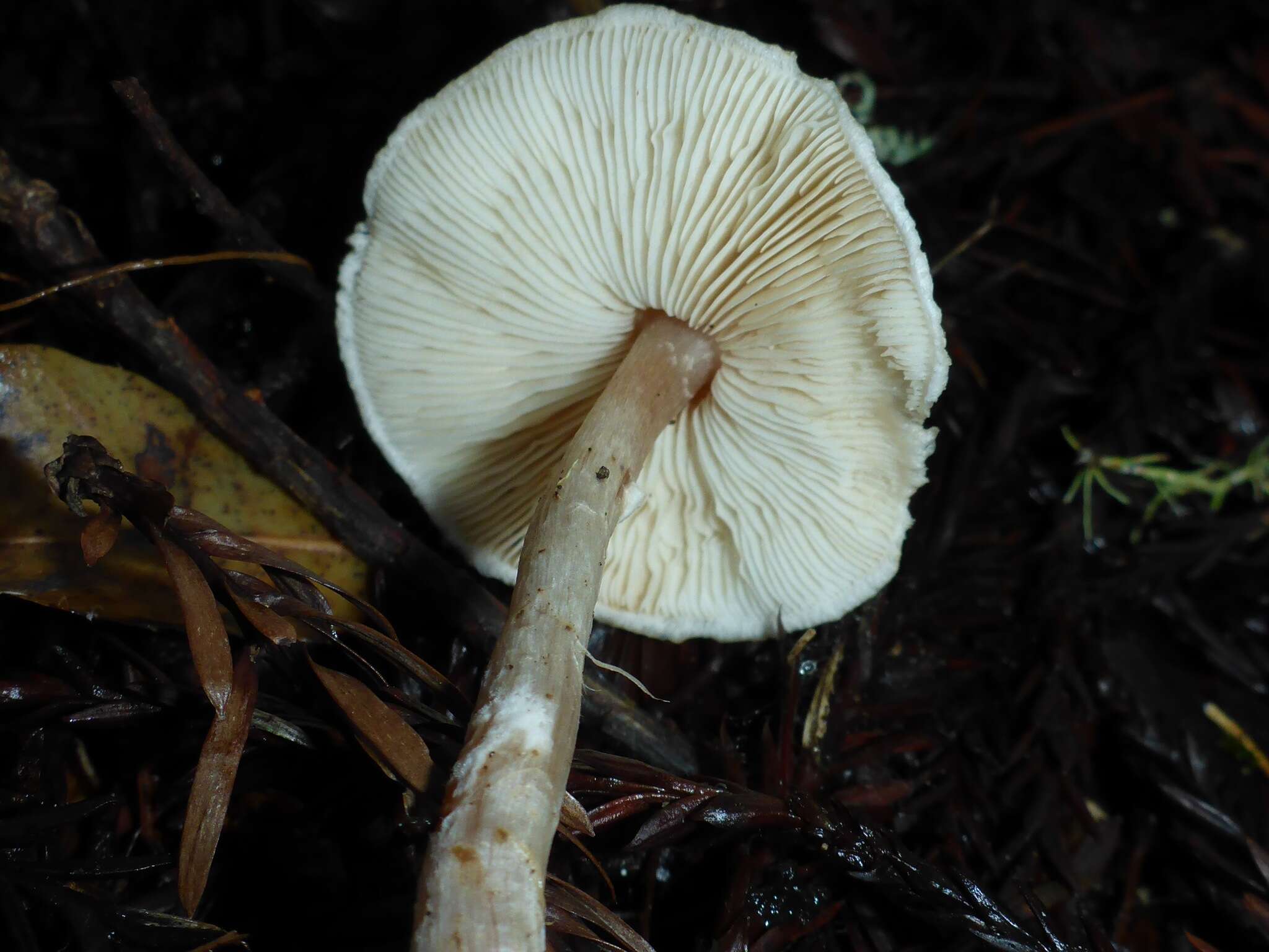 Lepiota castaneidisca Murrill 1912 resmi