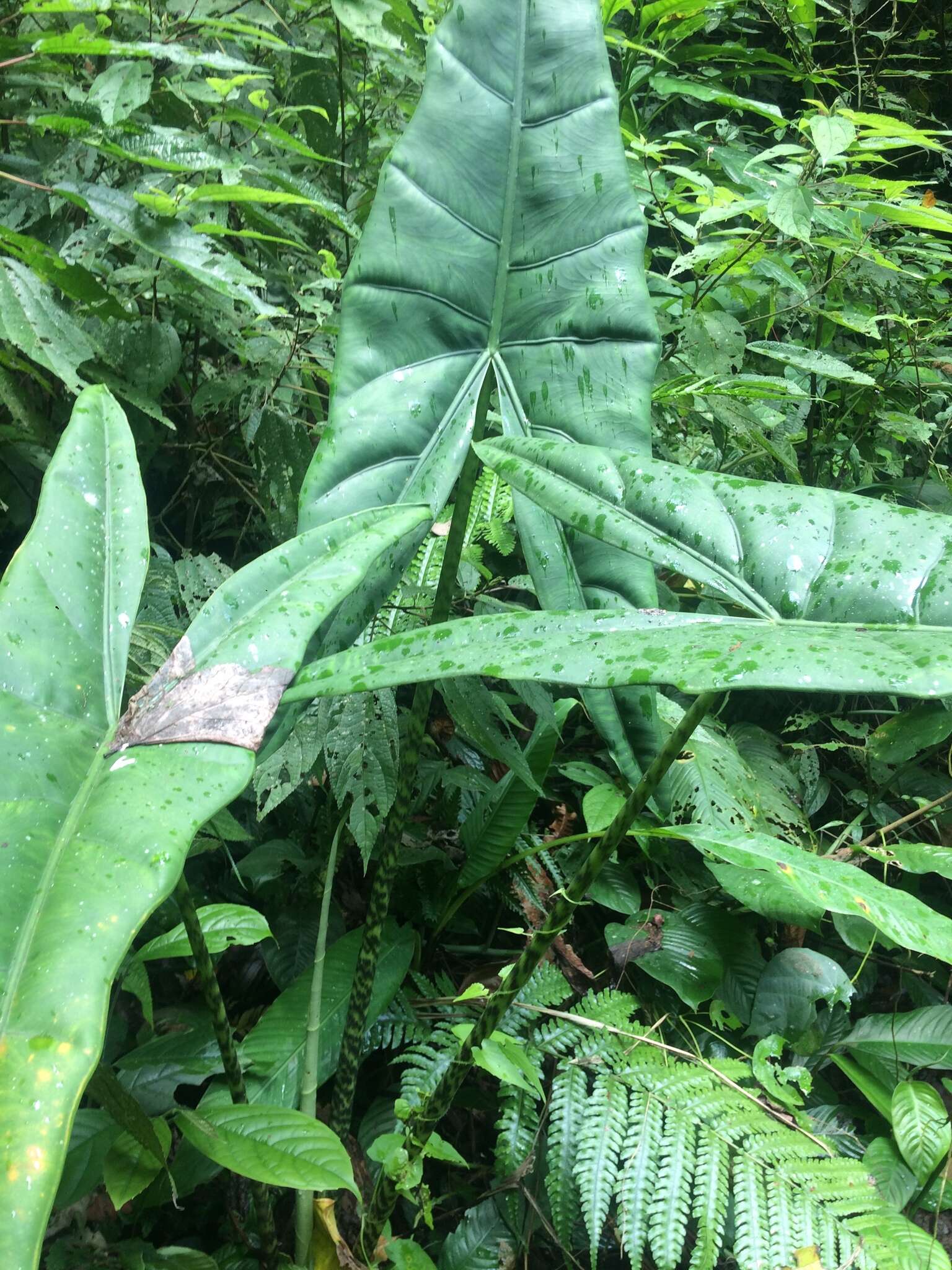 Image of Alocasia zebrina Schott ex Van Houtte