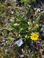 Image of Carey's balsamroot