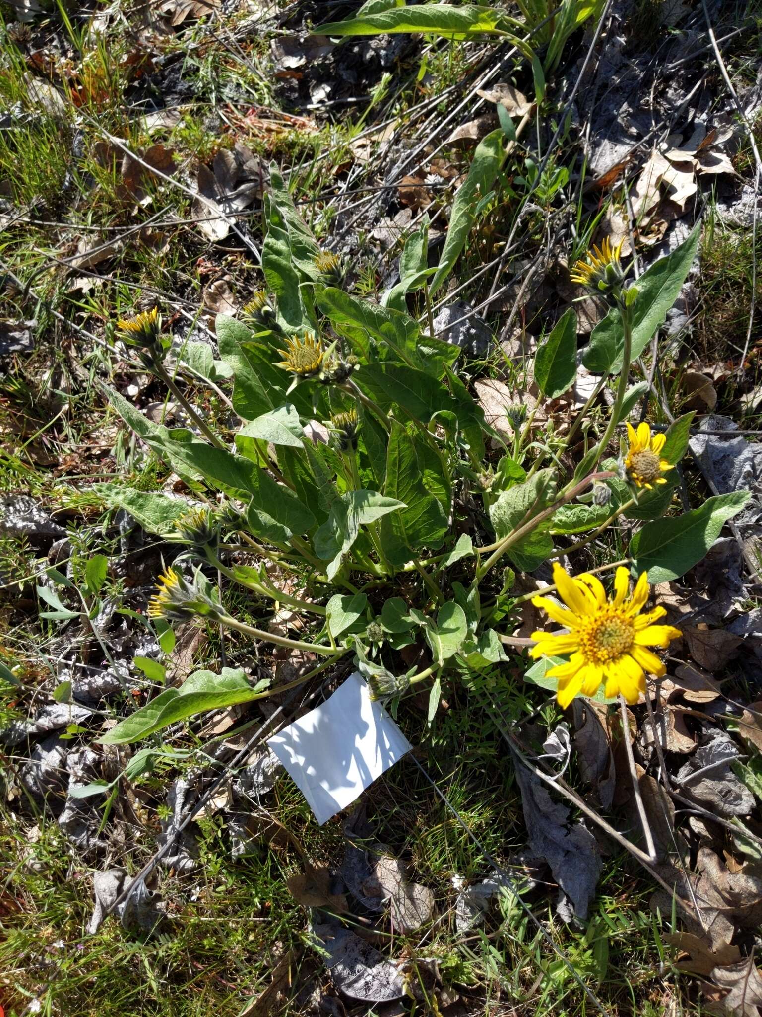 Image of Carey's balsamroot