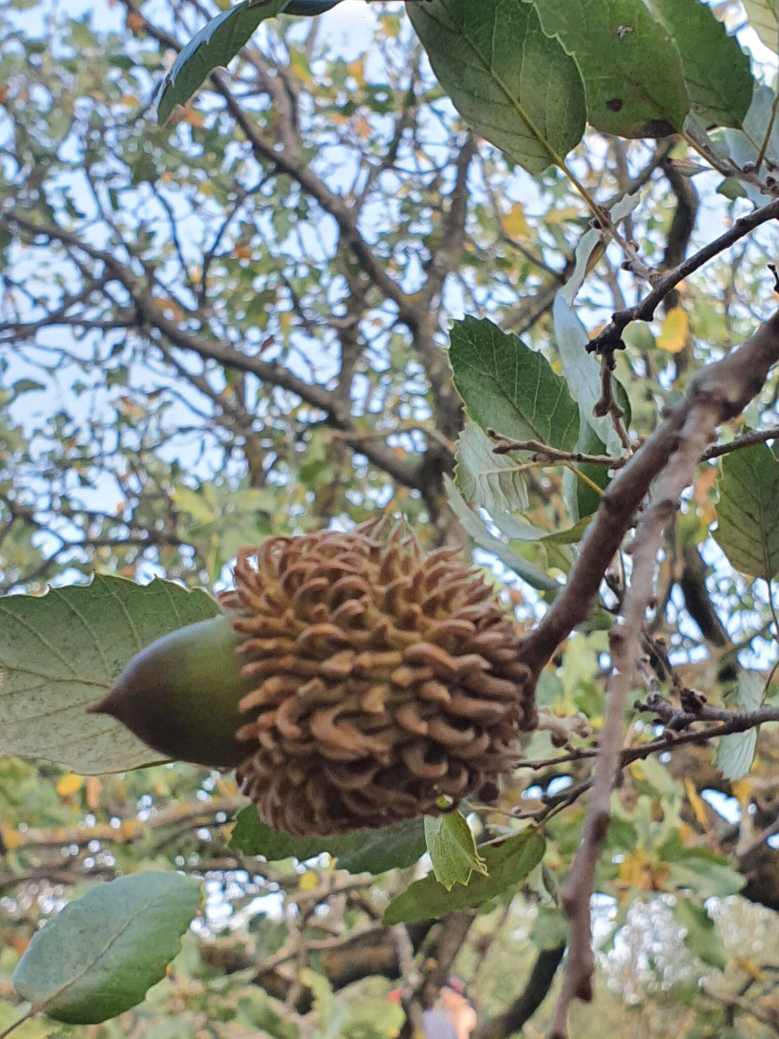 Imagem de Quercus ithaburensis Decne.