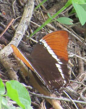 Image de Siproeta epaphus epaphus