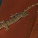 Image of Gekko albofasciolatus (Günther 1867)