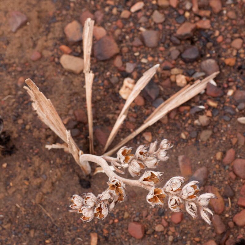 Image of Babiana angustifolia Sweet