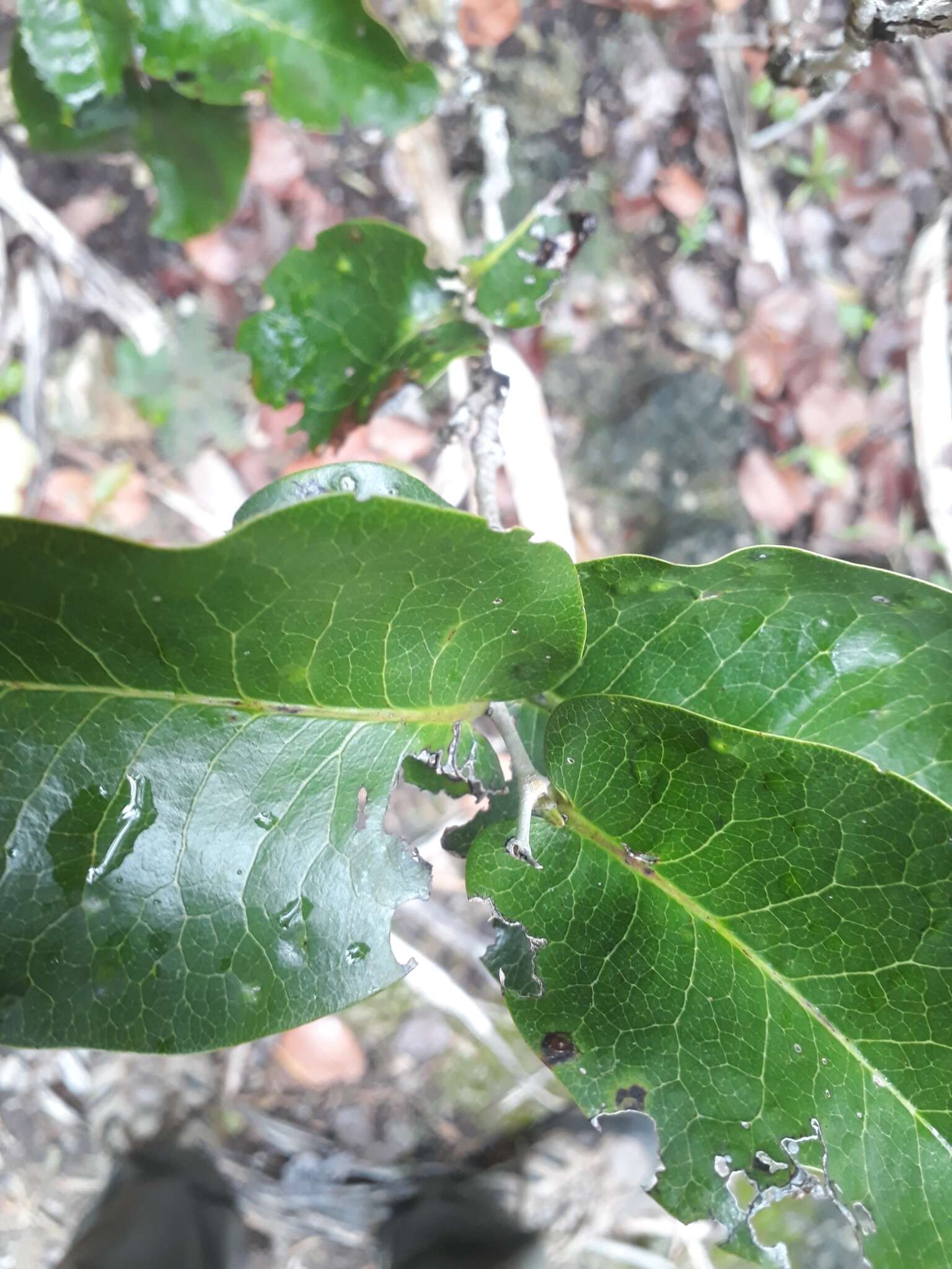 Image of Diospyros egrettarum I. Richardson