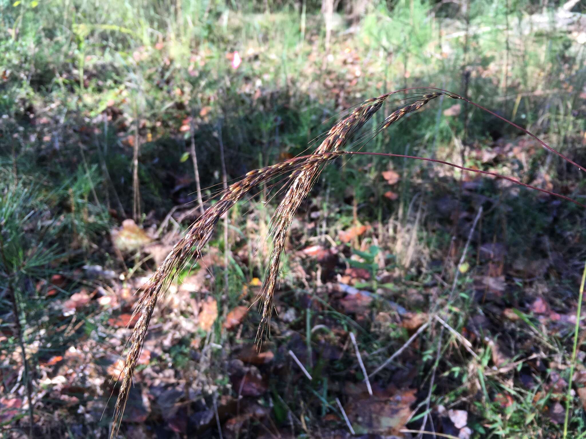 Image of slender Indiangrass