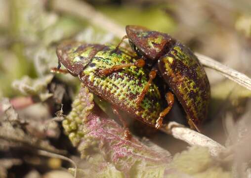 Image of Cassida (Lordiconia) canaliculata Laicharting 1781