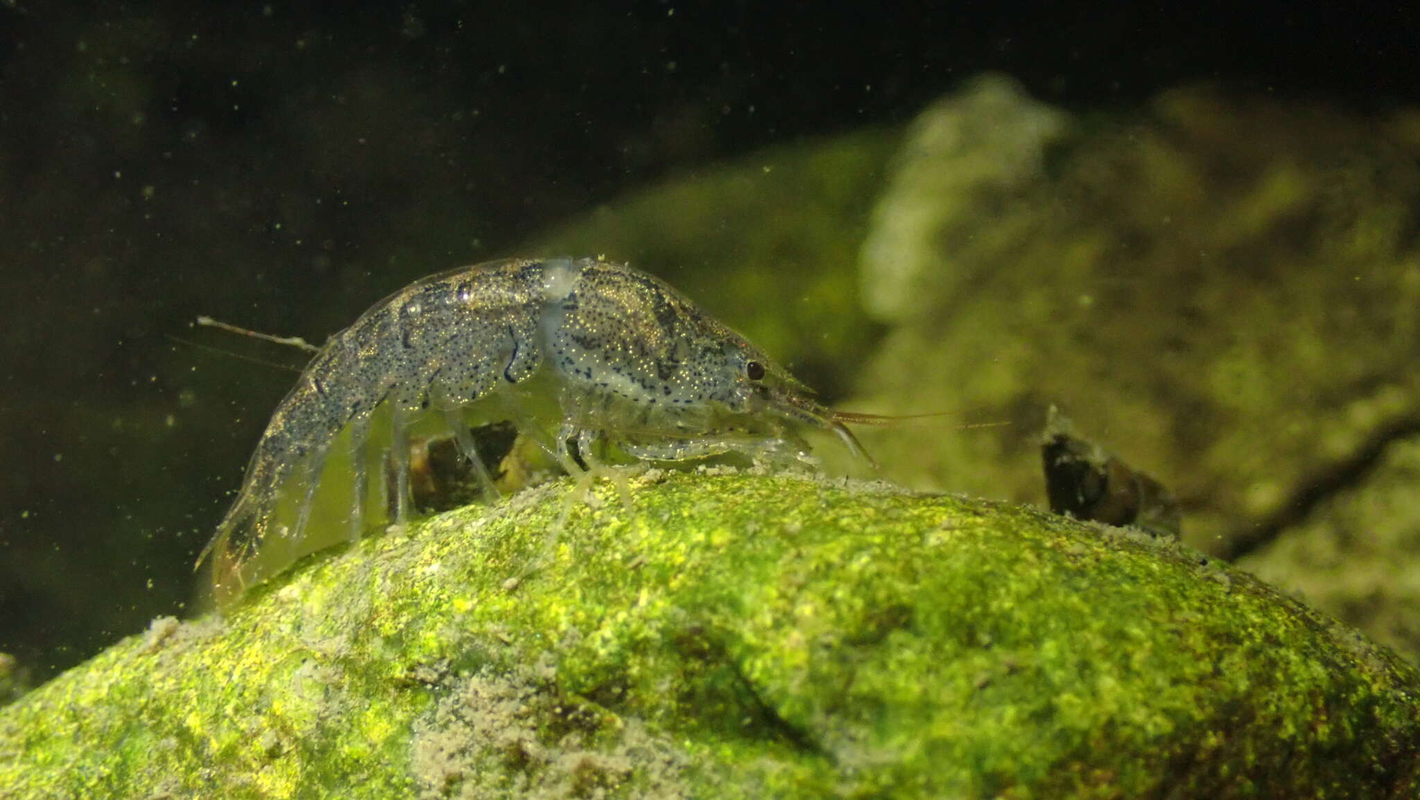 Image de <i>Neocaridina palmata</i>