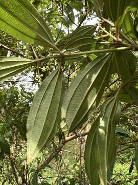 Image of Miconia theizans (Bonpl.) Cogn.