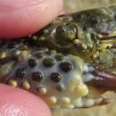 Image of warty crab