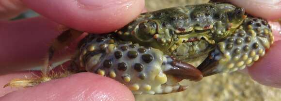 Image of warty crab