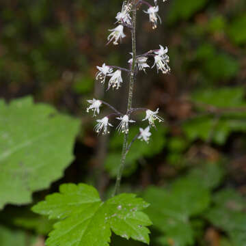 Image of oneleaf foamflower