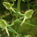 Image of Platanthera formosana (T. P. Lin & K. Inoue) Efimov