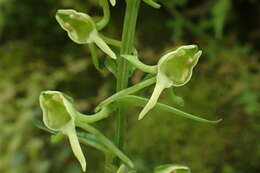 Image of Platanthera formosana (T. P. Lin & K. Inoue) Efimov