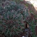 Image of Ferocactus macrodiscus subsp. macrodiscus