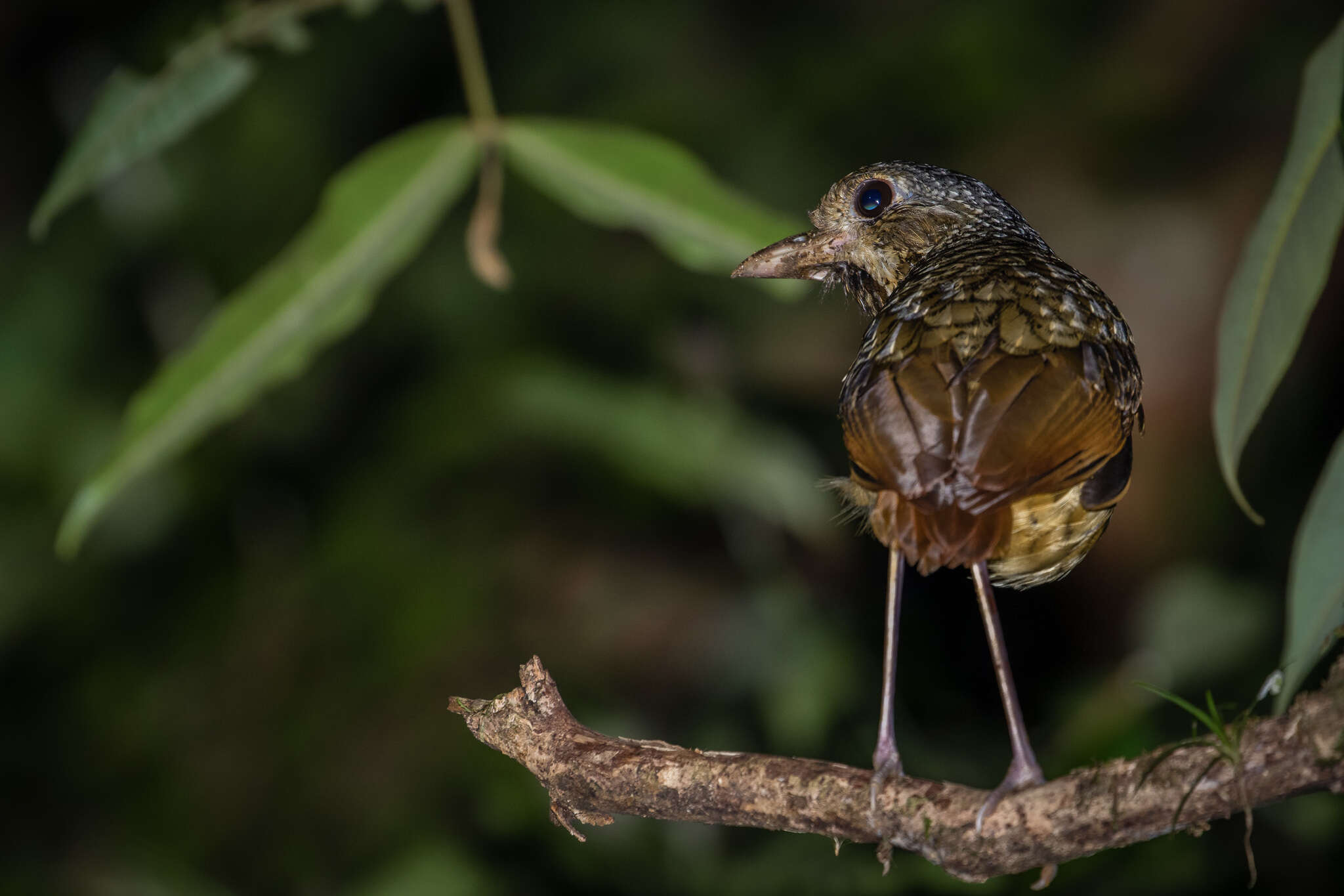 Image of Variegated Antpitta