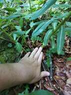 Image of Hairy Spurge