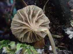 Image of Entoloma austrorhodocalyx G. M. Gates & Noordel. 2007