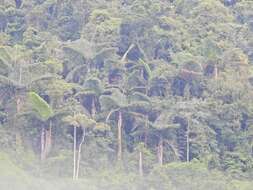 Image of Caryota obtusa Griff.