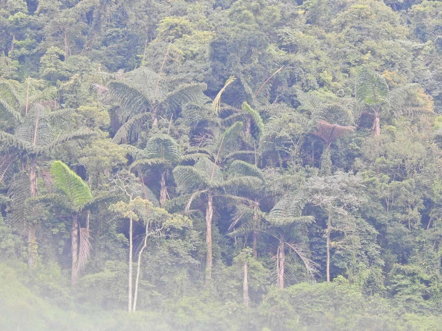 Caryota obtusa Griff. resmi