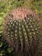 Image of Ferocactus haematacanthus (Muehlenpf.) Britton & Rose