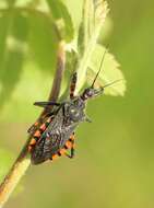 Plancia ëd Rhynocoris annulatus (Linnaeus 1758)