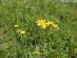 Image of mountain arnica