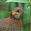 Image of Chestnut-necklaced Partridge