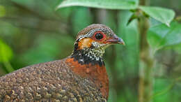 Image of Chestnut-necklaced Partridge