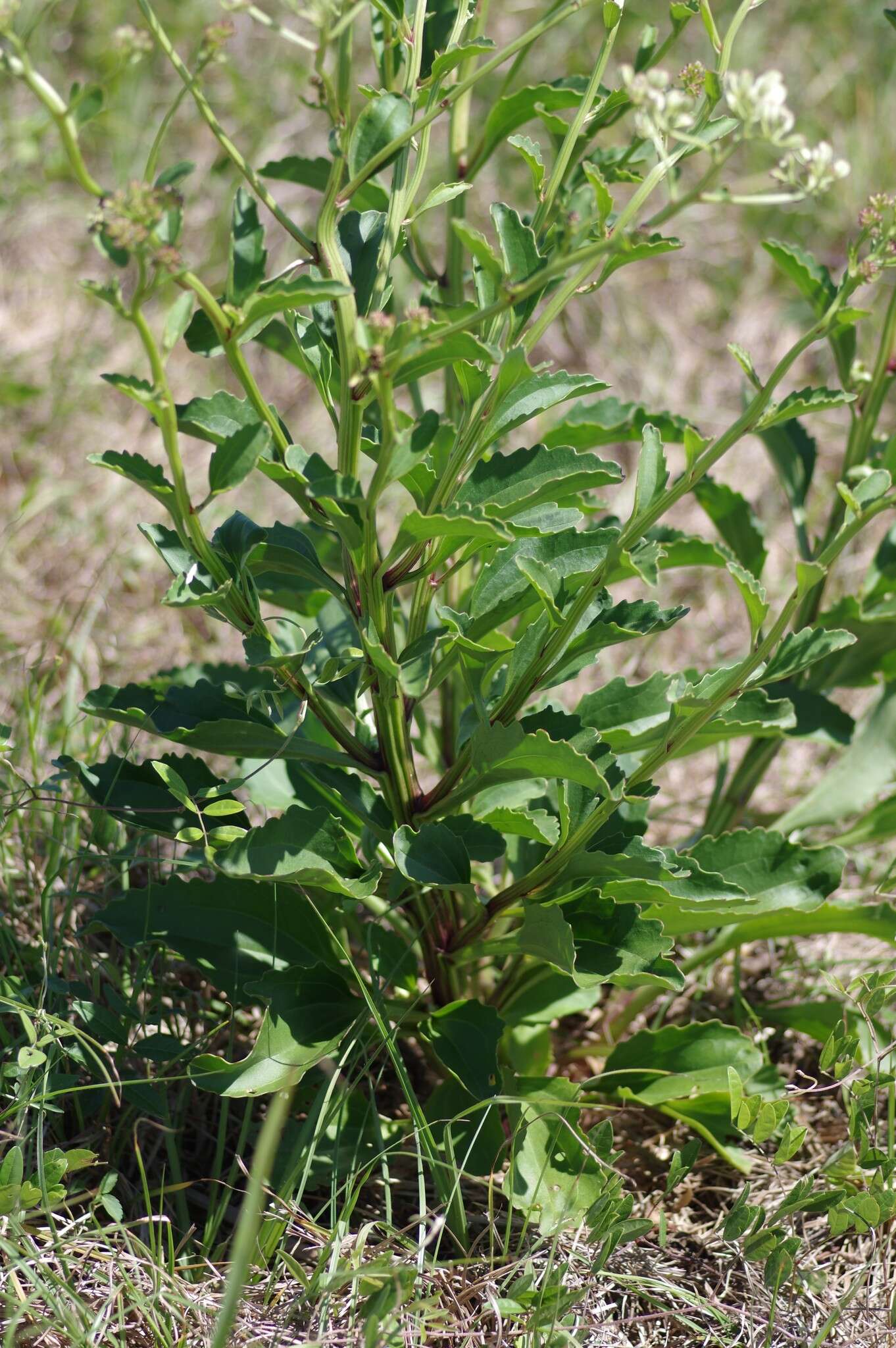 Image of Florida Indian plantain