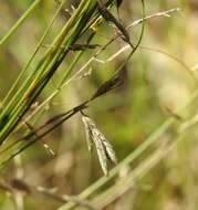 Image of Eragrostis spartinoides Steud.