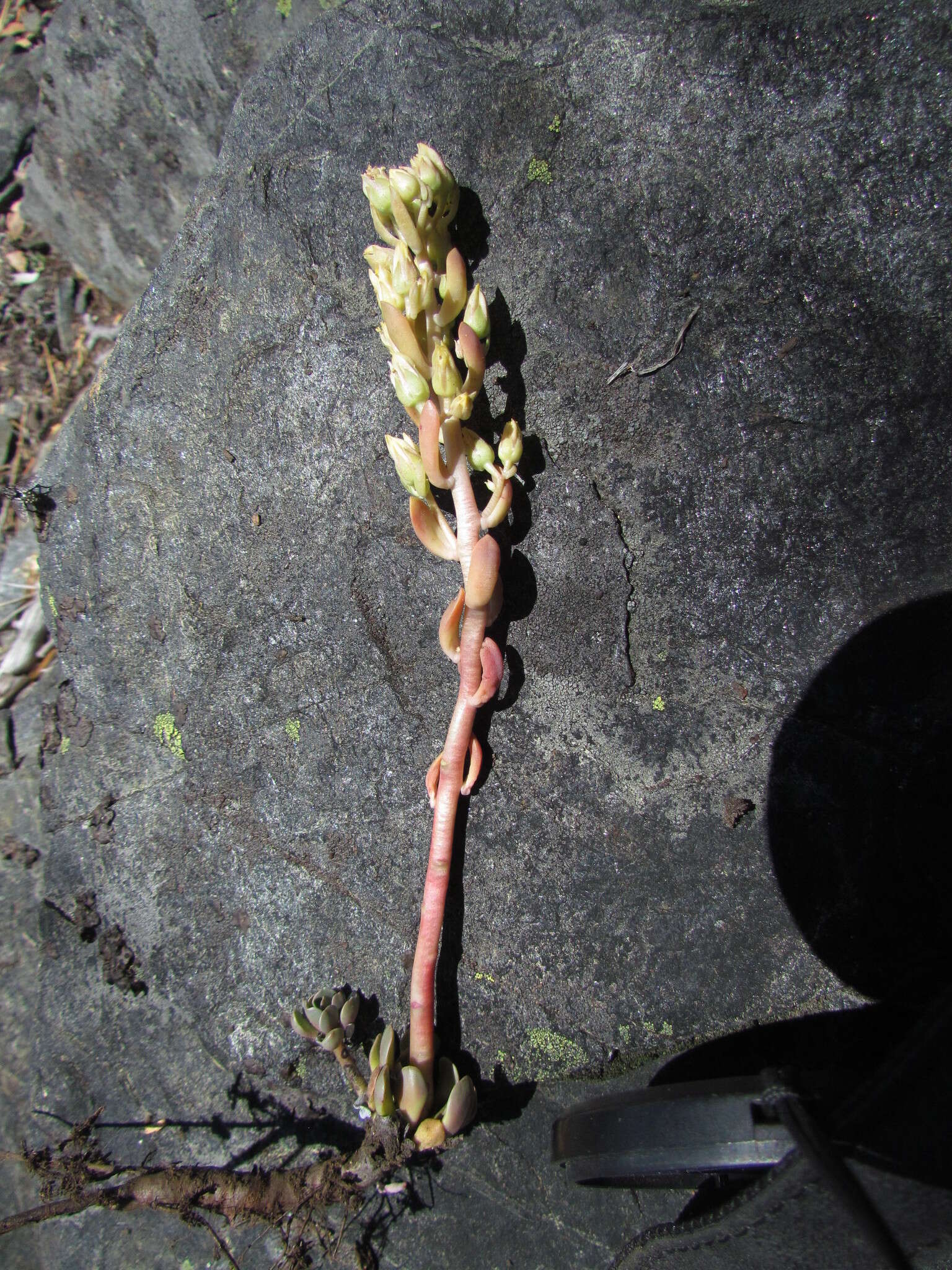 Image of Sedum paradisum subsp. paradisum