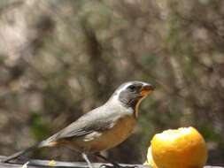 Image of Golden-billed Saltator