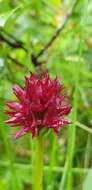 Image of Black Vanilla Orchid