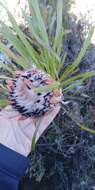 Image of Bashful protea