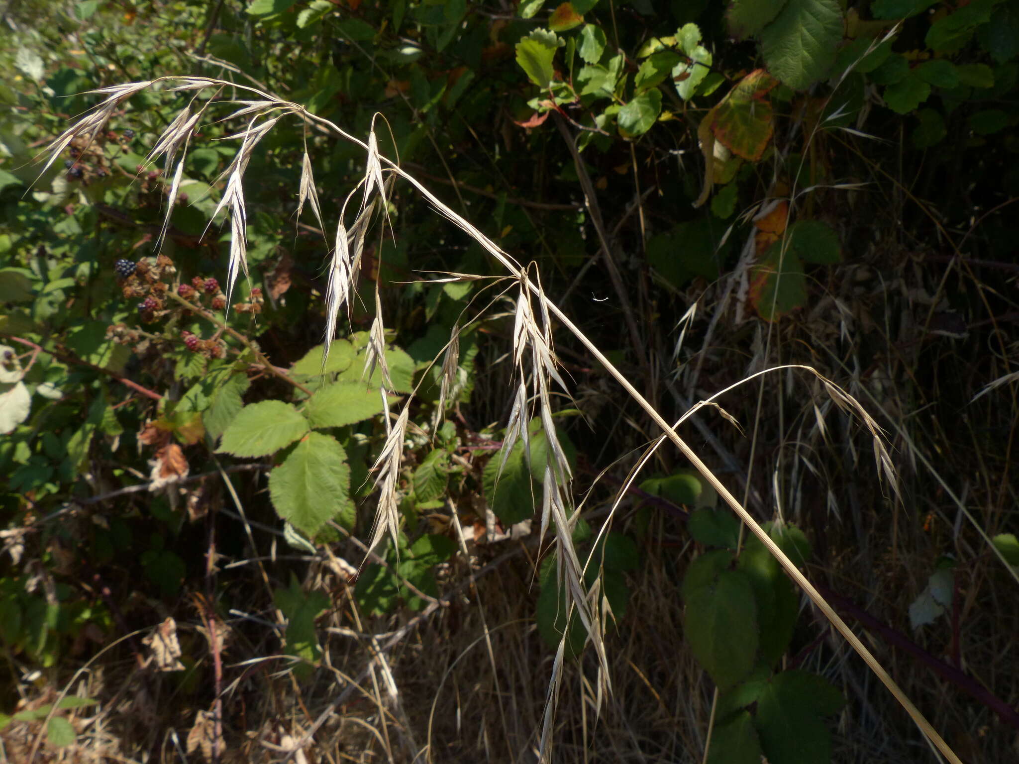 Image of Bromus sitchensis var. sitchensis