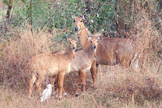 Image of nilgai
