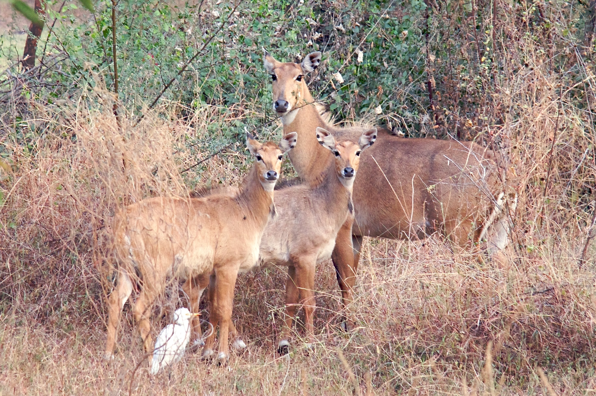 nilgai-encyclopedia-of-life