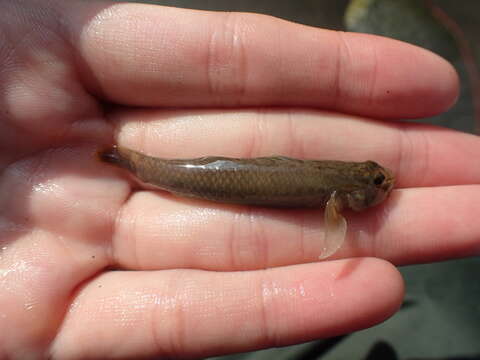 Слика од Rhinogobius candidianus (Regan 1908)