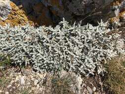 Image of Boreal chickweed