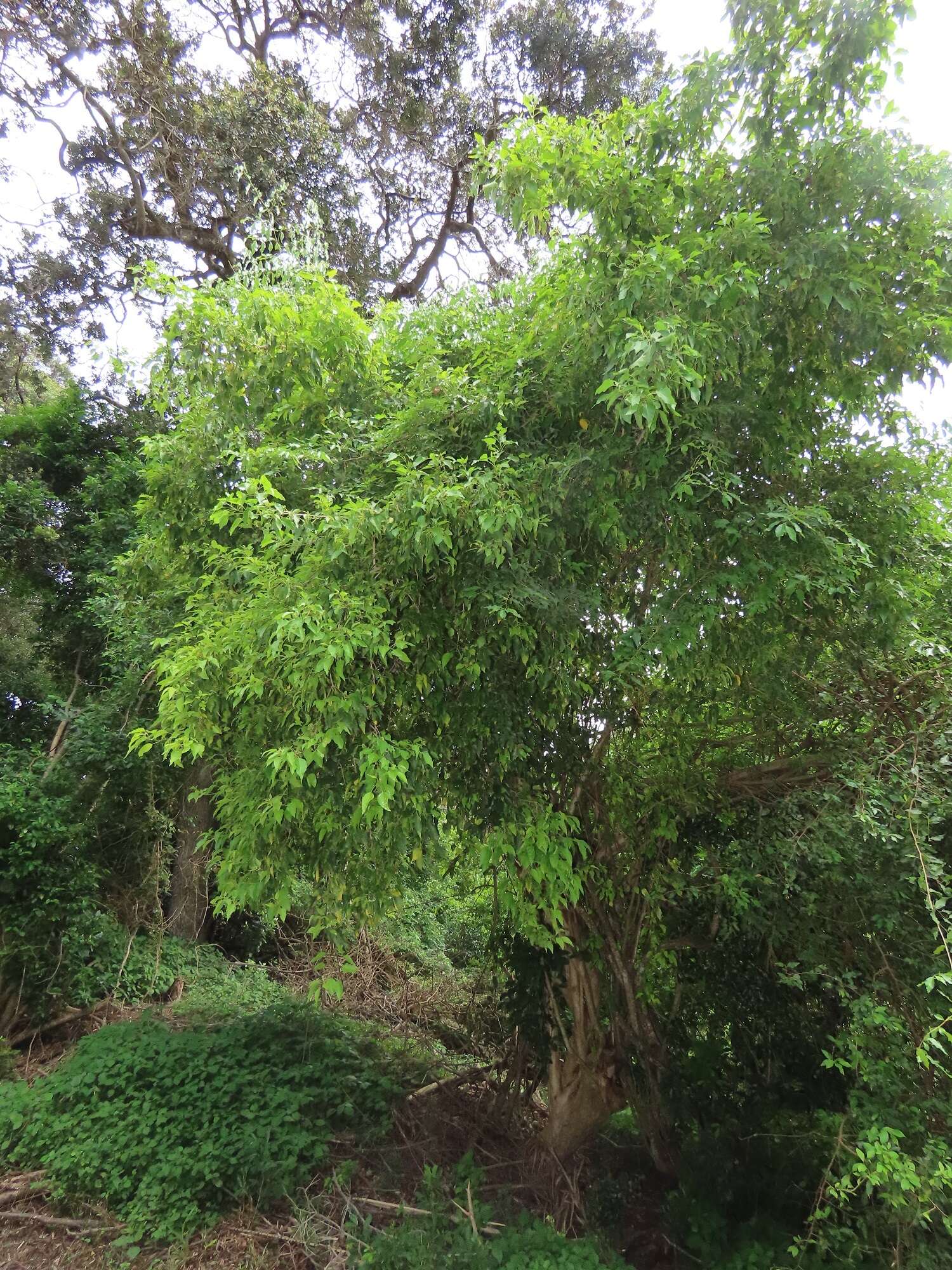 Cordia caffra Sond. resmi