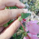 Image of Begonia bulbillifera Link & Otto