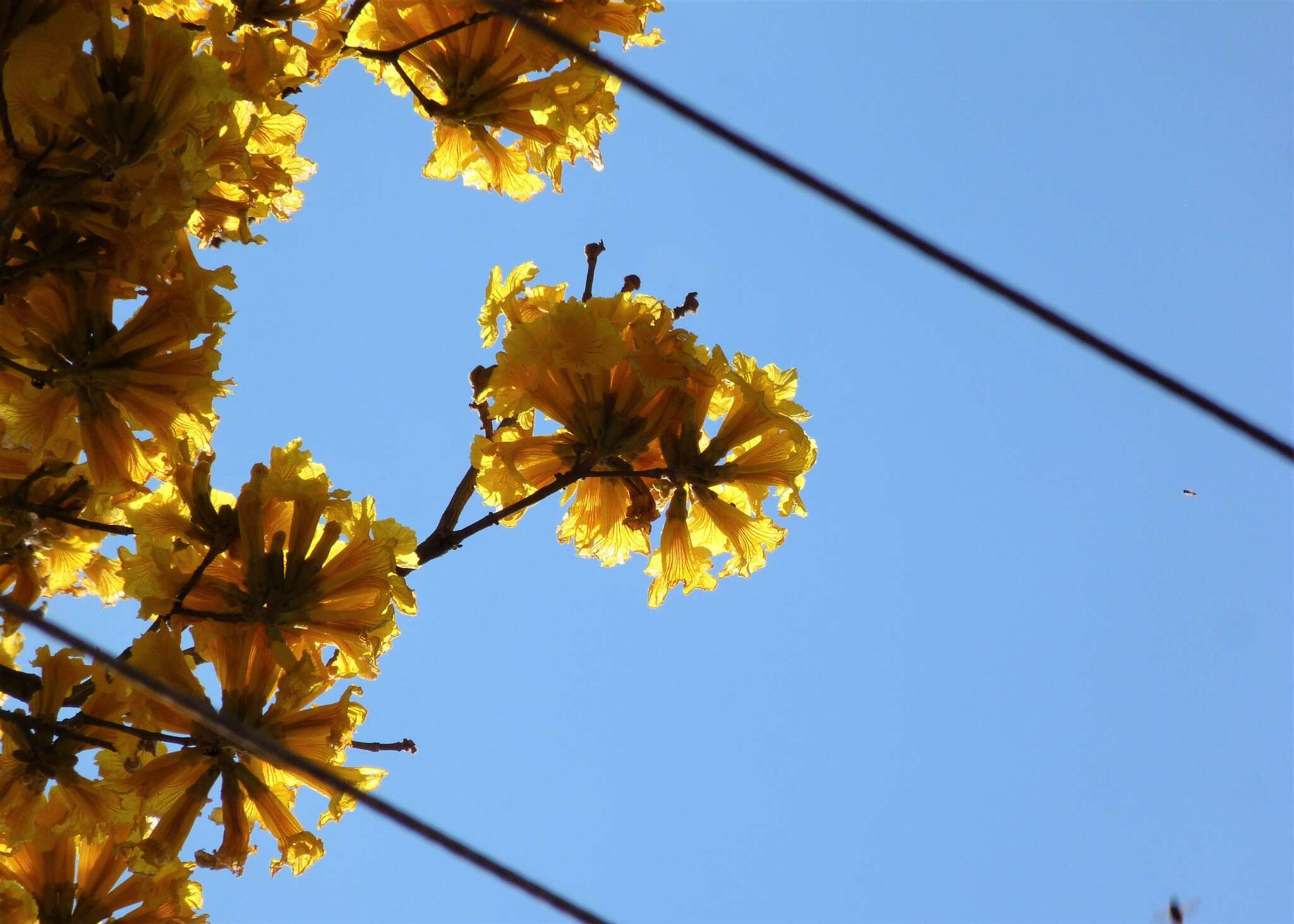 Image of Handroanthus ochraceus subsp. ochraceus